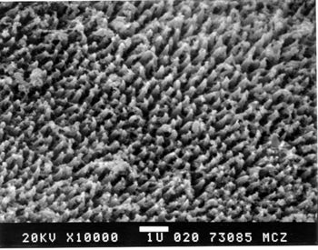 Media type: image; Herpetology R-13321